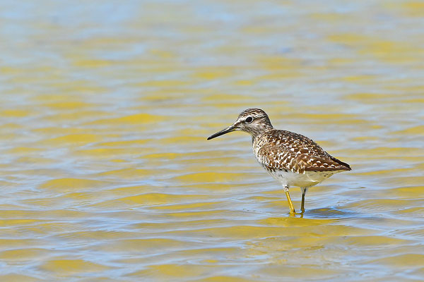 Bruchwasserläufer