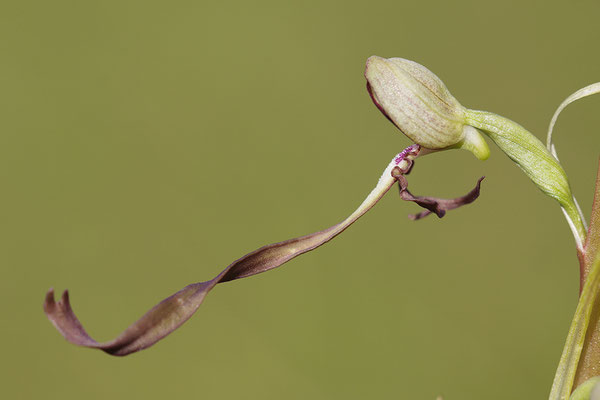 Bocksriemenzunge Einzelblüte
