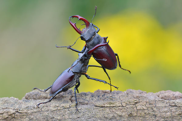 Hirschkäfer Kampf zweier Männchen