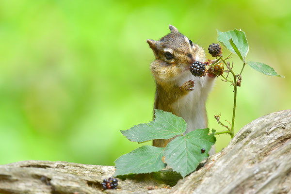 Sibirisches Streifenhörnchen