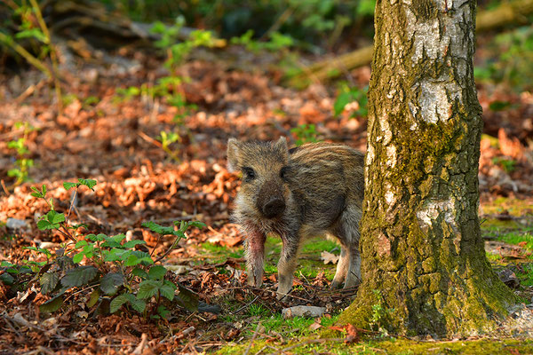 Wildschwein Frischling