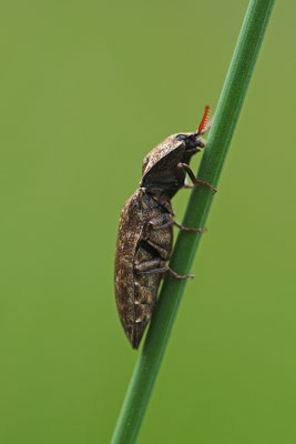 Schnellkäfer