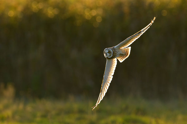 Sumpfohreule im Flug