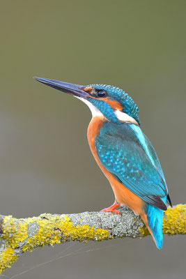 Eisvogel