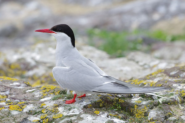 Küstenseeschwalbe