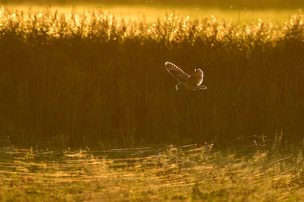 Sumpfohreule im Flug