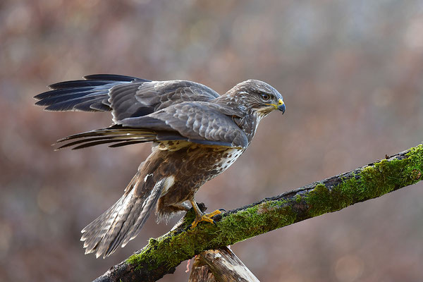 Mäusebussard