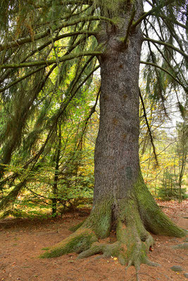 Urwald Sababurg