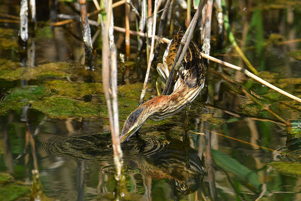 Zwergdommel Jungvogel bei der Jagd