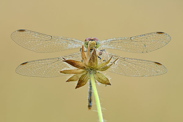 Heidelibelle