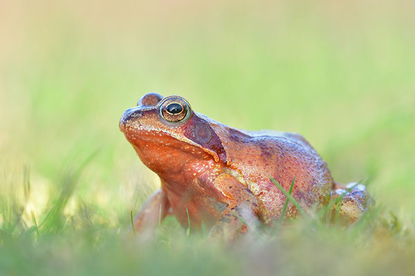 Grasfrosch Weibchen
