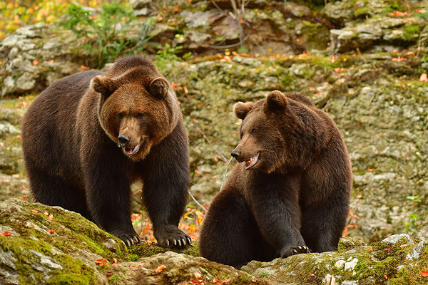 Braunbären, Nationalpark Bayrischer Wald Tierfreigelände Neuschönau