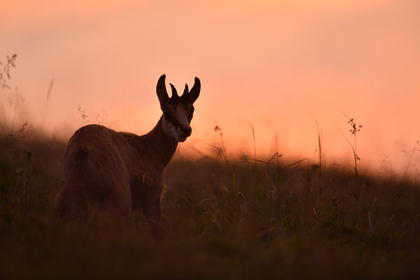 Gämse im Abendlicht