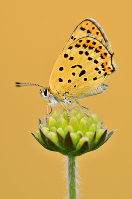 Brauner Feuerfalter
