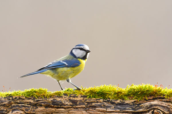 Blaumeise