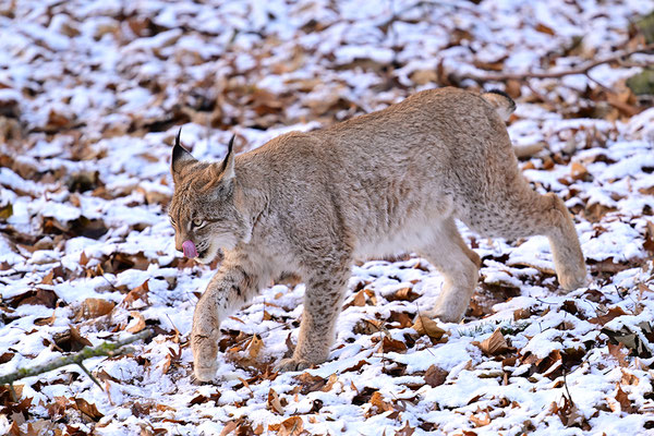 Luchs im Schnee