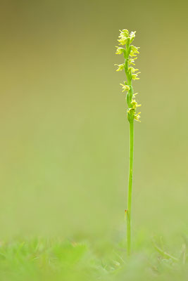 Honigorchis