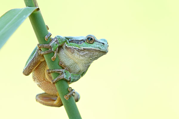 Laubfrosch