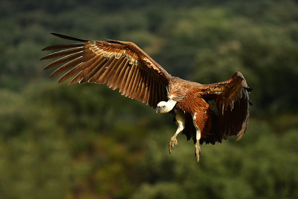 Gänsegeier