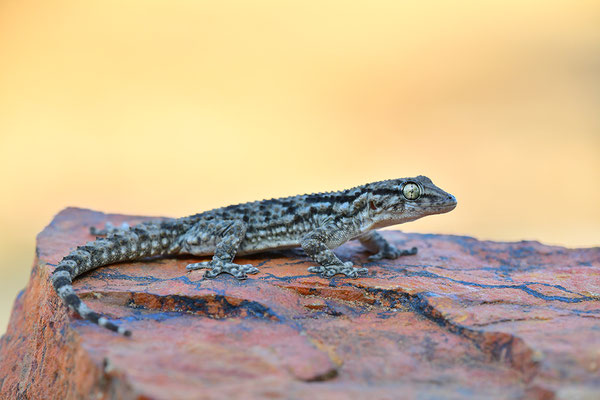 Mauergecko