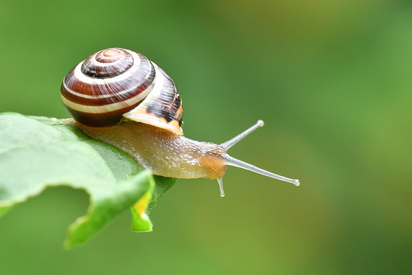 Garten-Bänderschnecke
