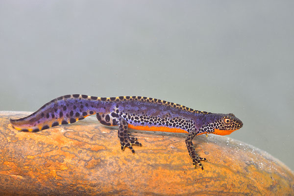 Bergmolch Männchen