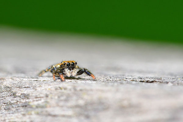 Springspinne