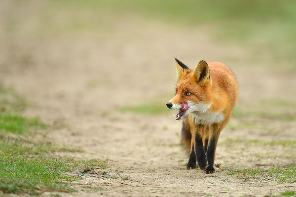 Fuchs