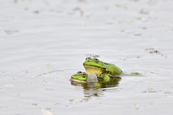 Seefrosch