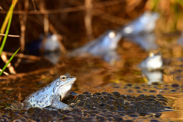 Moorfrosch