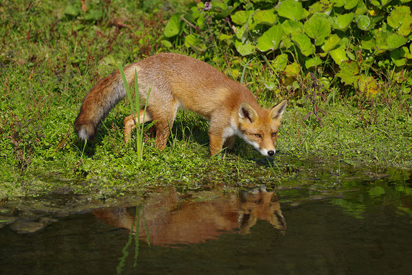 Fuchs mit Spiegelung