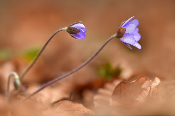 Leberblümchen