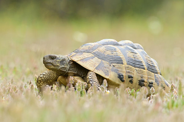 Griechische Landschildkröte