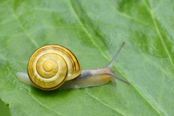 Garten-Bänderschnecke