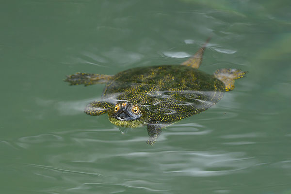 Europäische Sumpfschildkröte