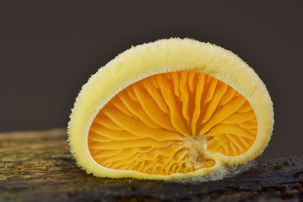 Orangeseitling