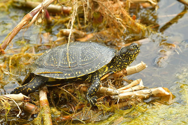 Europäische Sumpfschildkröte