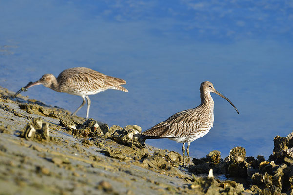 Großer Brachvogel