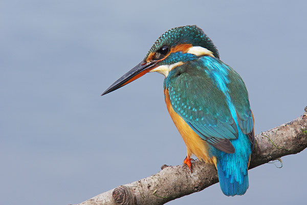 Eisvogel Weibchen