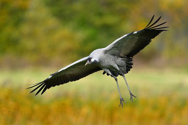 Kranich im Flug