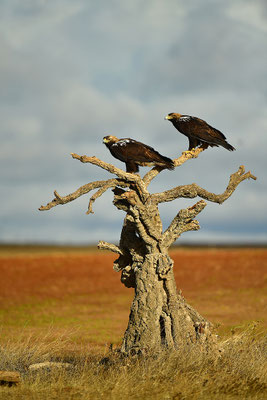 Kaiseradler