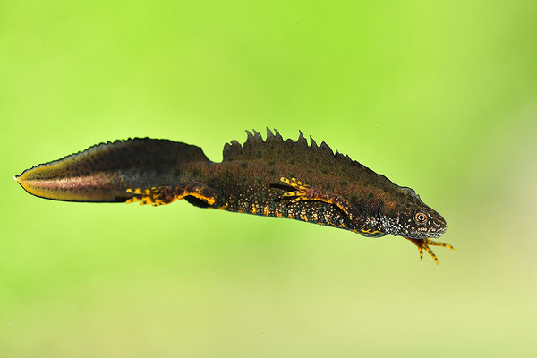 Kammmolch Männchen