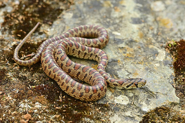 Leopardnatter