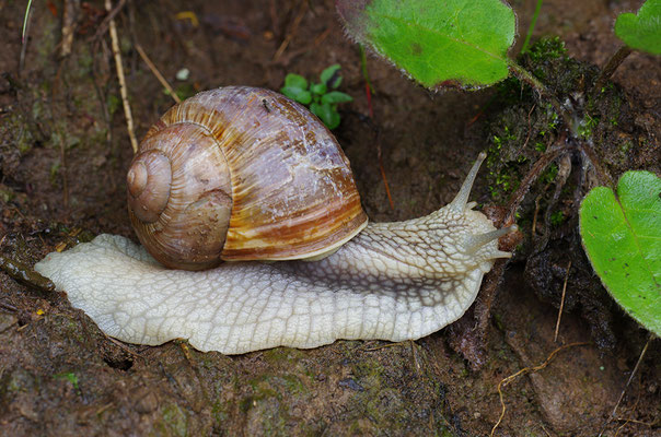 Weinbergschnecke