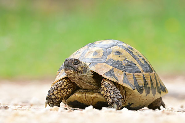 Griechische Landschildkröte