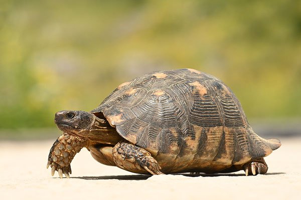 Breitrandschildkröte