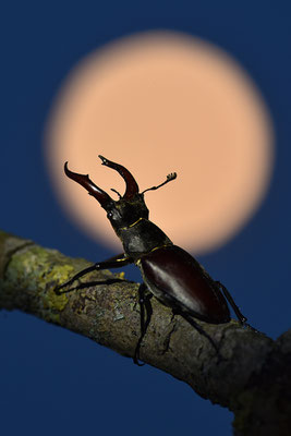 Hirschkäfer Männchen vor dem Vollmond
