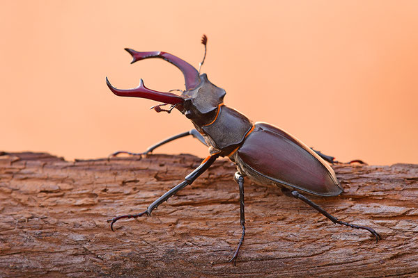 Hirschkäfer Männchen im Abendlicht