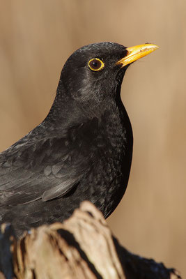 Amsel Männchen