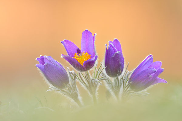 Küchenschelle im Abendlicht